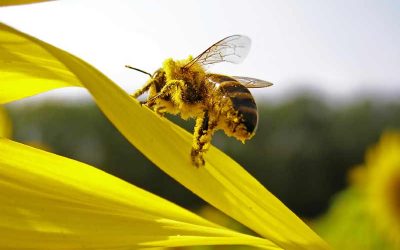 A Complete Guide to Buying Beeswax
