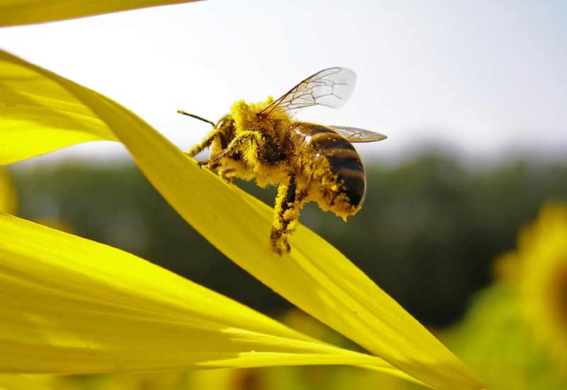 High Quality Bulk Pure Beeswax/Bee Wax (from the pure largest bee industry  base of China) - China Beeswax, Bulk Bees Wax