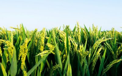 Your Guide to Rice Bran Wax