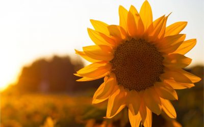 The Environmental Appeal of Sunflower Wax