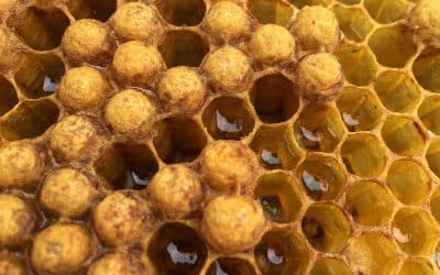 What Can I Use as a Natural Jelly Petrolatum Substitute?