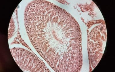 Why is Paraffin Wax Used in Histology?