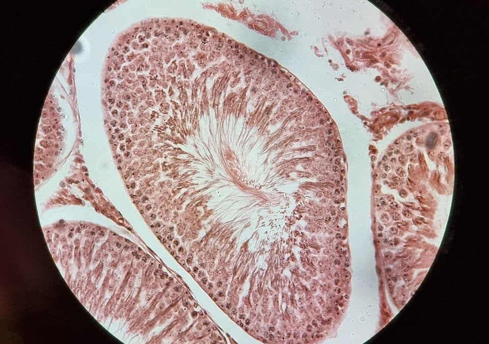 Why is Paraffin Wax Used in Histology?